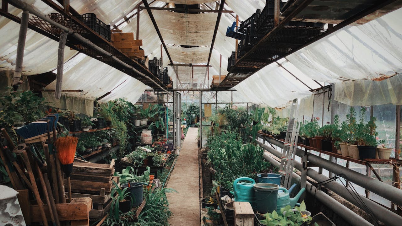 A thriving indoor greenhouse filled with various potted plants and gardening tools for cultivation and care.