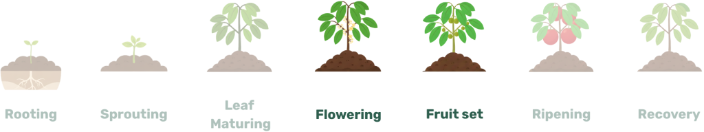 flowering, fruitset