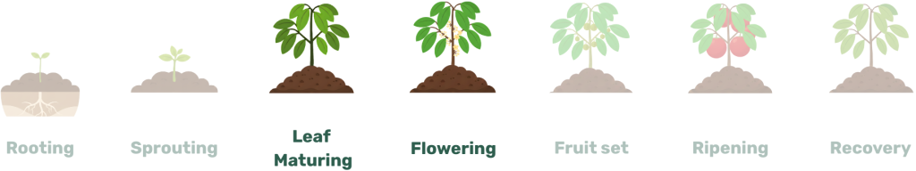 leaf maturing, flowering