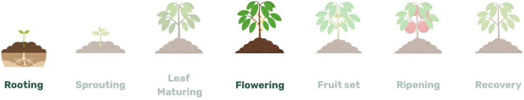 rooting, flowering