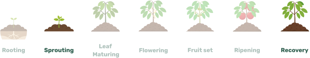 sprouting, recovery
