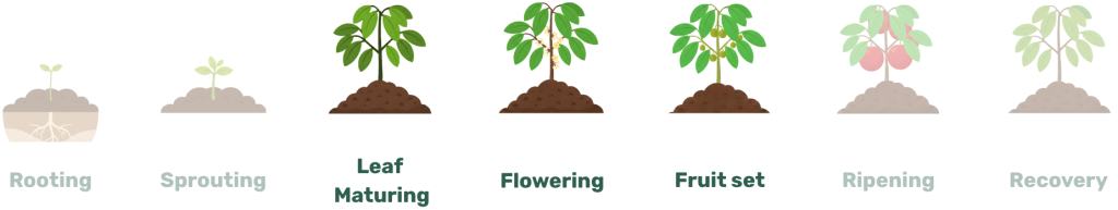 leaf maturing, flowering, fruitset